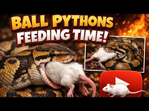 Ball Python Live Feeding | African Soft Fur Rats