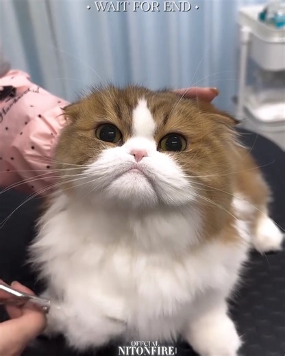 Cute Cats Moments 😍 Wait for end 🥲|#shorts #catlovers #cute #emotional #cats #catlovers #kitten #cat