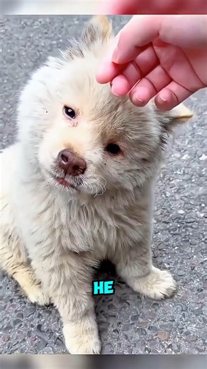 Paralyzed Puppy Gets a Second Chance #dogrescue #animalrescue #inspiring