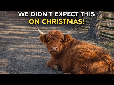 This Wasn’t How We Expected To Spend Christmas! 