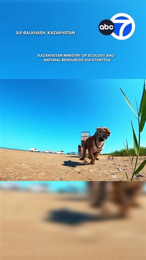 "Historic" moment tiger released back into the wild