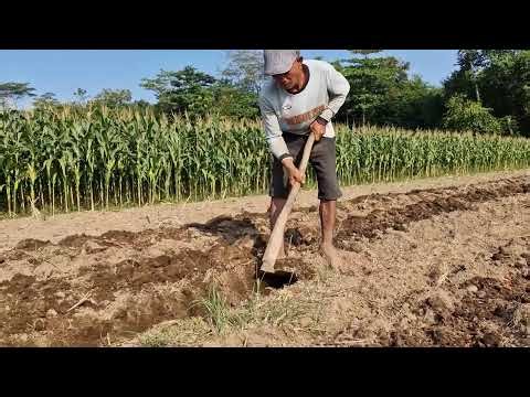SMART FARMER'S! MAKING PERFECT GARDEN BEDS WITH A SIMPLE FARM TOOL | SATISFYING - agricultural