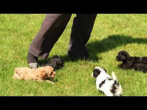 Henry Hershberger's Havapoo Puppies
