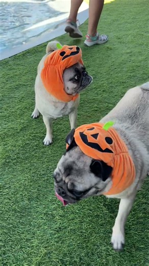 Pug Meetup Halloween Edition Brings Adorable Costumes and Fun