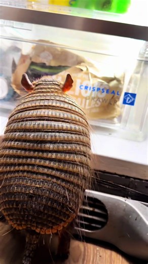 If you hear some rustling tonight on this Christmas Eve, it might be Santa, or it might be the Holiday Armadillo!! This is Rambo the armadillo! Rambo is not your average backyard nine banded armadillo, he’s a screaming hairy armadillo! Named because he’s hairy and screams!! They only scream when really afraid and we’ve only heard him do it once the day we got him, once he realized we’re his new family he never screamed again. Armadillos are also famous for carrying leprosy, but that is the nine 