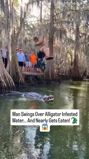Abdullah Megdad on Instagram: "Man Swings Over Alligator Infested Water... And Nearly Gets Eaten! 🐊😱 (CLOSEST CALL) #alligator #florida #ropeswing #scary #reels"