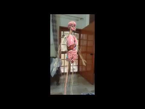 Anatomy Explorer AR | Augmented Reality App to explore 3D human anatomy