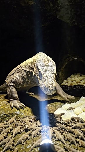 I Strapped a Micro Camera to a Giant Lizard... (Subterranean Colony Found)