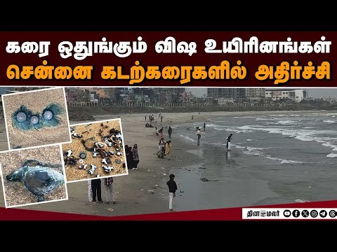 தொட்டாலே டேஞ்சர்: ஆபத்தை உணராமல் நெருங்கும் மக்கள் | Venomous Jellyfish | Public Safety Warning