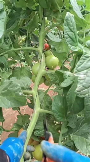 🍅 Tomato Pruning: Secret to Bigger & More Tomatoes! #shorts #tomato #tomatopruning #tomatogarden