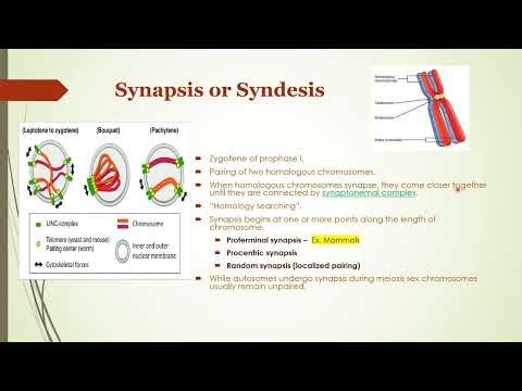 Crossing Over and Recombination