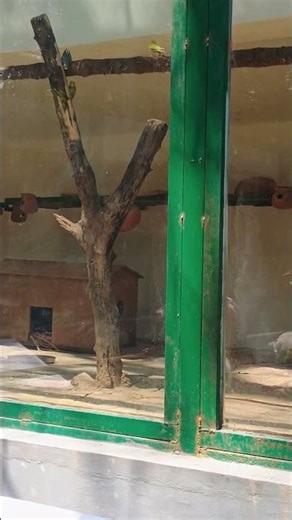 Budgerigar Birds and Their Beautiful Clay Nests | Zoo Exploration Vlog Exotic Budgies #birds