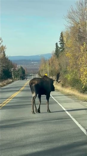 Alaskan Morning Moose Commute || ViralHog