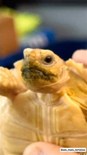 5 Things Your Sulcata Enclosure Is Probably Missing (Adu & Madu's Setup)