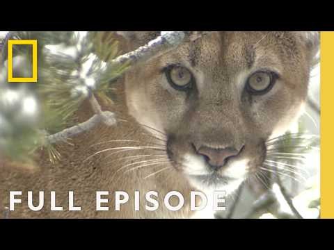 American Cougar: Revealed (Full Episode) | DOCUMENTARY SPECIAL | Nat Geo Animals