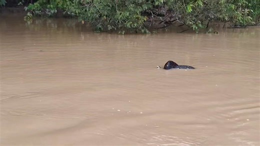 The Kinabatangan River doesn’t just host wildlife, it also stages survival. So if you think you’ve seen it all… you haven't. Watch as this reticulated python, about 6 metres long, tightens its coils around a crocodile one-third its size. The longest snake in the world versus a formidable aquatic predator. In Borneo’s floodplain forests, even apex predators must contend with one another. Nature doesn’t choose favourites. | Sukau Rainforest Lodge