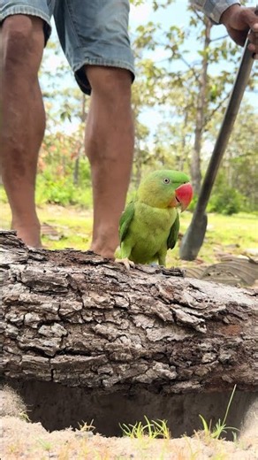 A man opened the tree bark and saw many parrots.#🦜 #love #beautiful