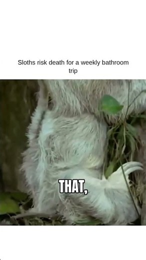 Sloths risk death for a weekly bathroom trip
