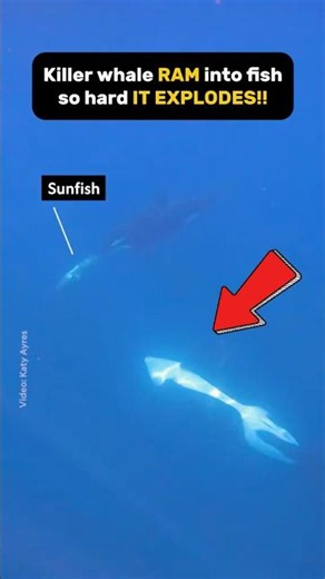 💥 What Happens When an Orca Hits You