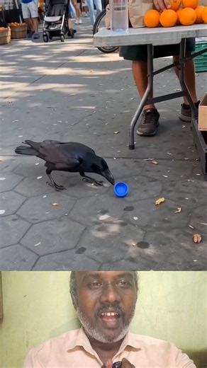 kaka tanni kakuthu #Crow #Birds #Wildlife #BirdLovers #AnimalLovers #Nature #Wildlife #tranding