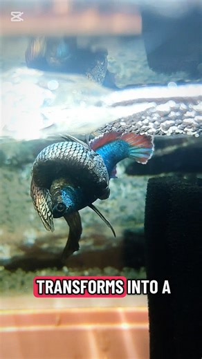 Aqua Life on Instagram: "The delicate dance of betta breeding. From embrace to wrigglers in 48 hours 👑🐠 #BettaBreeding #BettaFish #Aquarium #FishBreeding #betta"