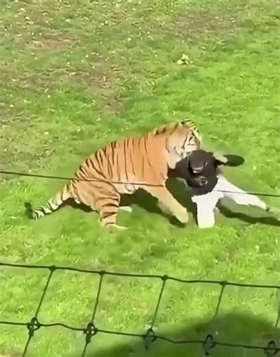 A Brit was attacked by a tiger in the enclosure ( 10.10. 2026 Britain - Doncaster )