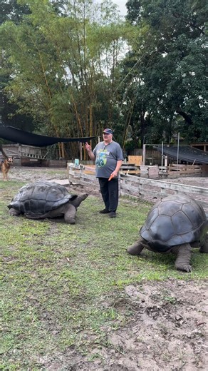 Same Species, Totally Different Souls: Life With Giant Aldabra Tortoises I raised these two giant Aldabra tortoises from the time they were hatchlings. This is Oliver — he’s 39 years old — and this is Cecil, who’s 36. This is just a quick video introducing them and showing a little of who they are. Cecil is incredibly inquisitive and always finding something he probably shouldn’t be doing. Once he sees you, food doesn’t matter — he stands tall, freezes like a statue, and waits for shell scratche