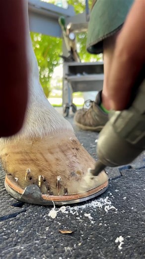 Mastering Farrier Skills: Horseshoeing Techniques