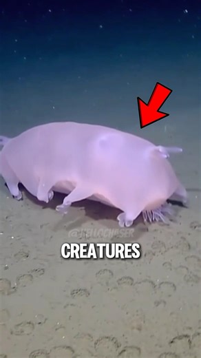 These are 3 Deep Sea Creatures That Look Like Ocean Aliens 🌊