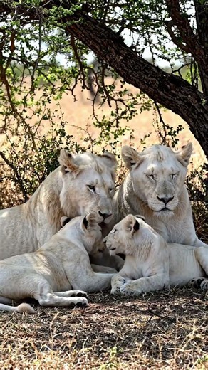 White Lion Family 🦁🤍 | Rare Jungle MomentsWhite Lion Cub with King of the Wild with His Family 👑
