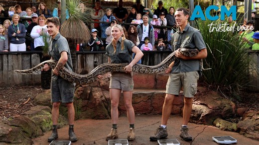 'Capable of eating someone': Aussie reptile park weighs their largest snakes