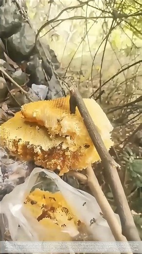 Collecting honey in the wild#shorts