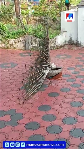 കോന്നി മലയാലപ്പുഴ താഴം സ്വദേശിയുടെ വീട്ടിലെത്തിയ മയിൽ പീലി വിടർത്തി ആടിയപ്പോൾ #peacock