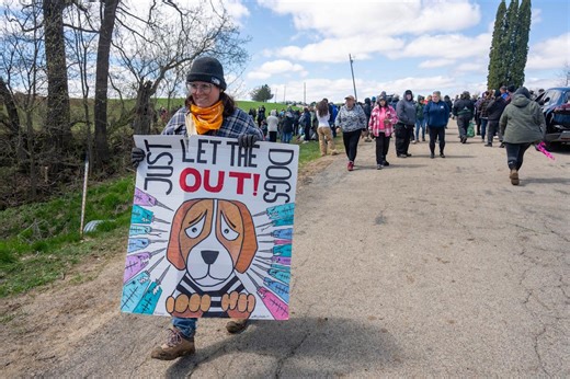 Animal activists storm beagle farm in second 'rescue' attempt