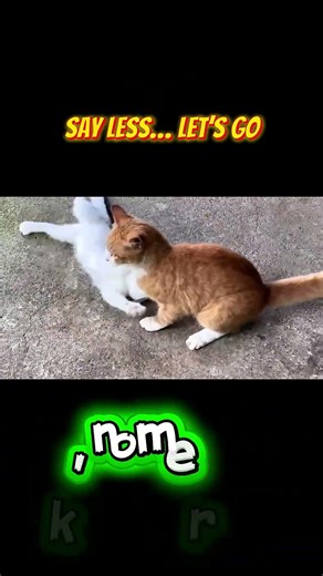 Just a little scratch… turned into a full fight #shorts #meo #cat #funnycats #catfight #meme #viral