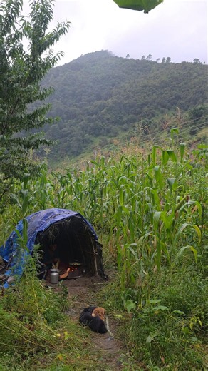 Cooking Organic Food Inside a Traditional Tent in Nepal’s Himalayan Village | Real Mountain Life