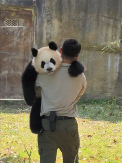 Look at #Panda Qianyi being carried back by the keeper like a little baby! 🐼 Shanghai Wild Animal Park #pandalover #qianyi #pandacub #cute #zoo Video cr. nemo_nemo_nemo