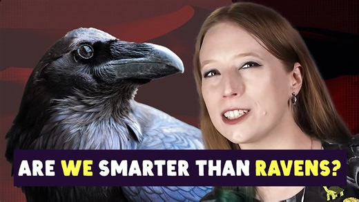 Can we outsmart the smartest bird?