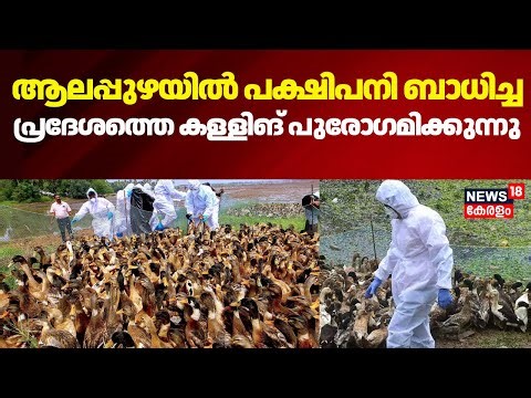 Alappuzhaയിൽ പക്ഷിപനി ബാധിച്ച പ്രദേശത്തെ കള്ളിങ് പുരോഗമിക്കുന്നു |Alappuzha Bird Flu | Kerala News