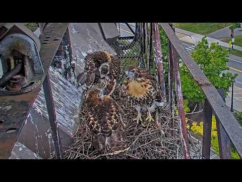 P1 Returns To Cornell Hawks Nest One Day After Fledging | June 19, 2026
