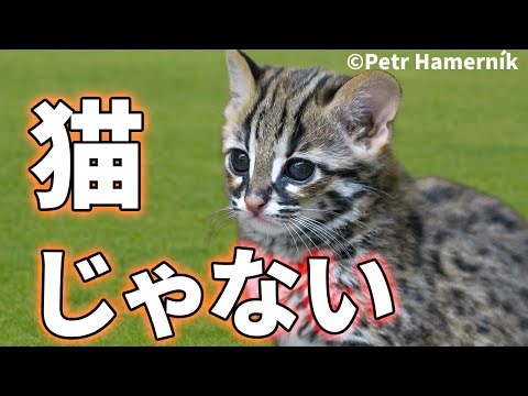 Cats in ancient China were a completely different species! [Biological Explanation]