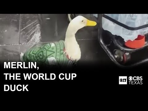 Meet Merlin, the World Cup duck