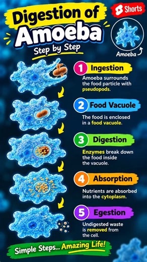 5 Stages of Amoeba Nutrition Explained 💡#amoeba