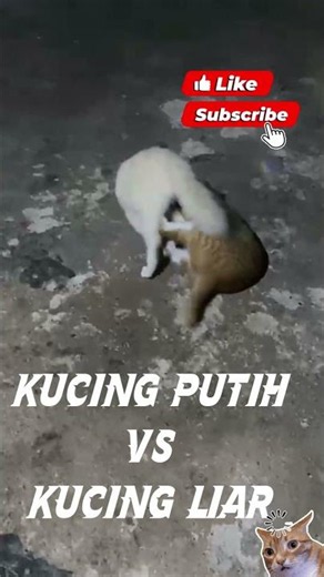 White Cat vs Wild Cat | The Ultimate Funny Cat Fight 🐱🔥