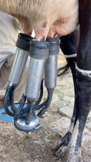 #cow #farming #dairyherd #dairy #dairyfarming #farmlife