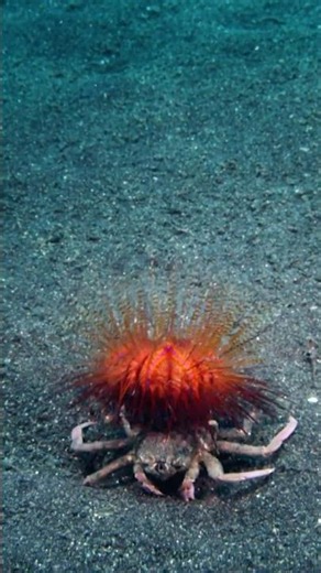 This crab has an unexpected bodyguard. #naturepbs #ocean #crab #urchin #wildlife