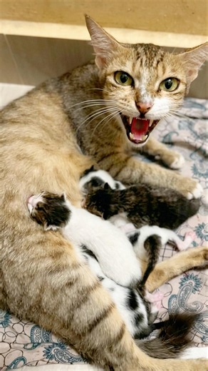 Kitten meow meowing 💖 / Cat sound | Cat videos | Cat | Kittens | Cat voice | Cats | Meow meowing