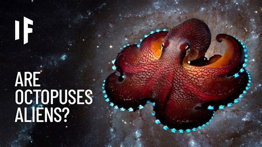 What if octopuses originated as aliens from outer space?
