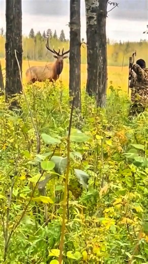 Epic Elk Hunting Moment – Arrow Hits Dead-On! 🦌Intense Bow Hunting: Elk Down in Close Range 🏹