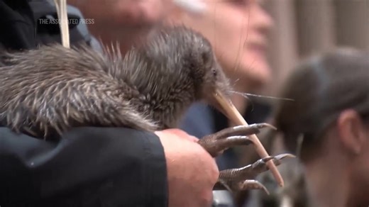 The kiwi, New Zealand’s sacred national bird, vanished from the hills around Wellington more than a century ago. Now the capital’s residents are waging a citizen campaign to return the endangered flightless birds to the city.